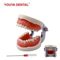 standard dental teeth model for dental technician practice studying jaw model with removable teeth teaching gum typodont models