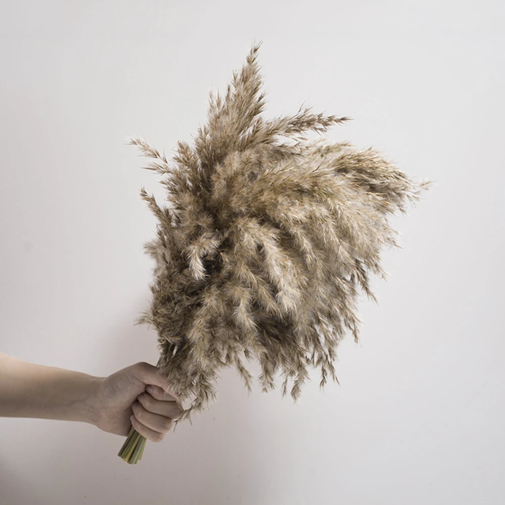 50 шт. Натуральные Сушеные маленькие пампасы травы Искусственные цветы растения вечерние рождественские
