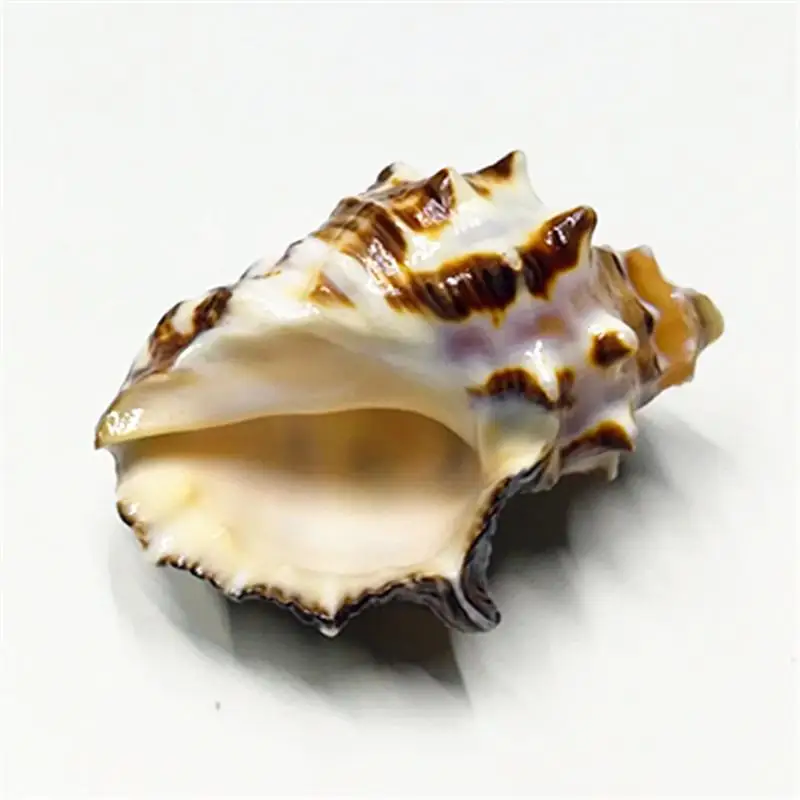 Раковина из натурального раковины раковина Спиро для аквариума озелененная