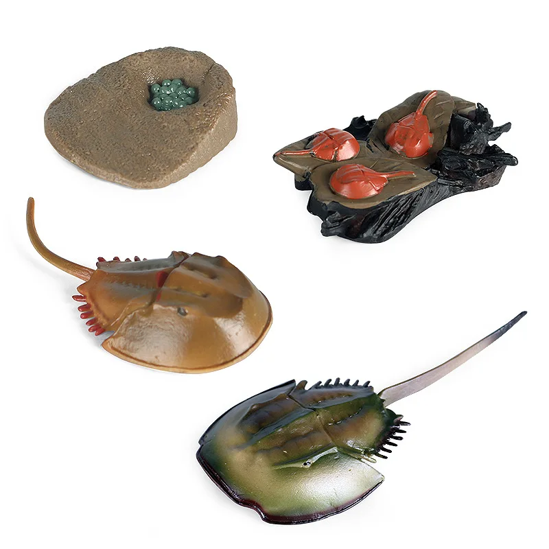 

Simulation Sea Life Animals Figurines Limulus Horseshoe Crab Growth Cycle Model Figure for Collection Science Educational Toy