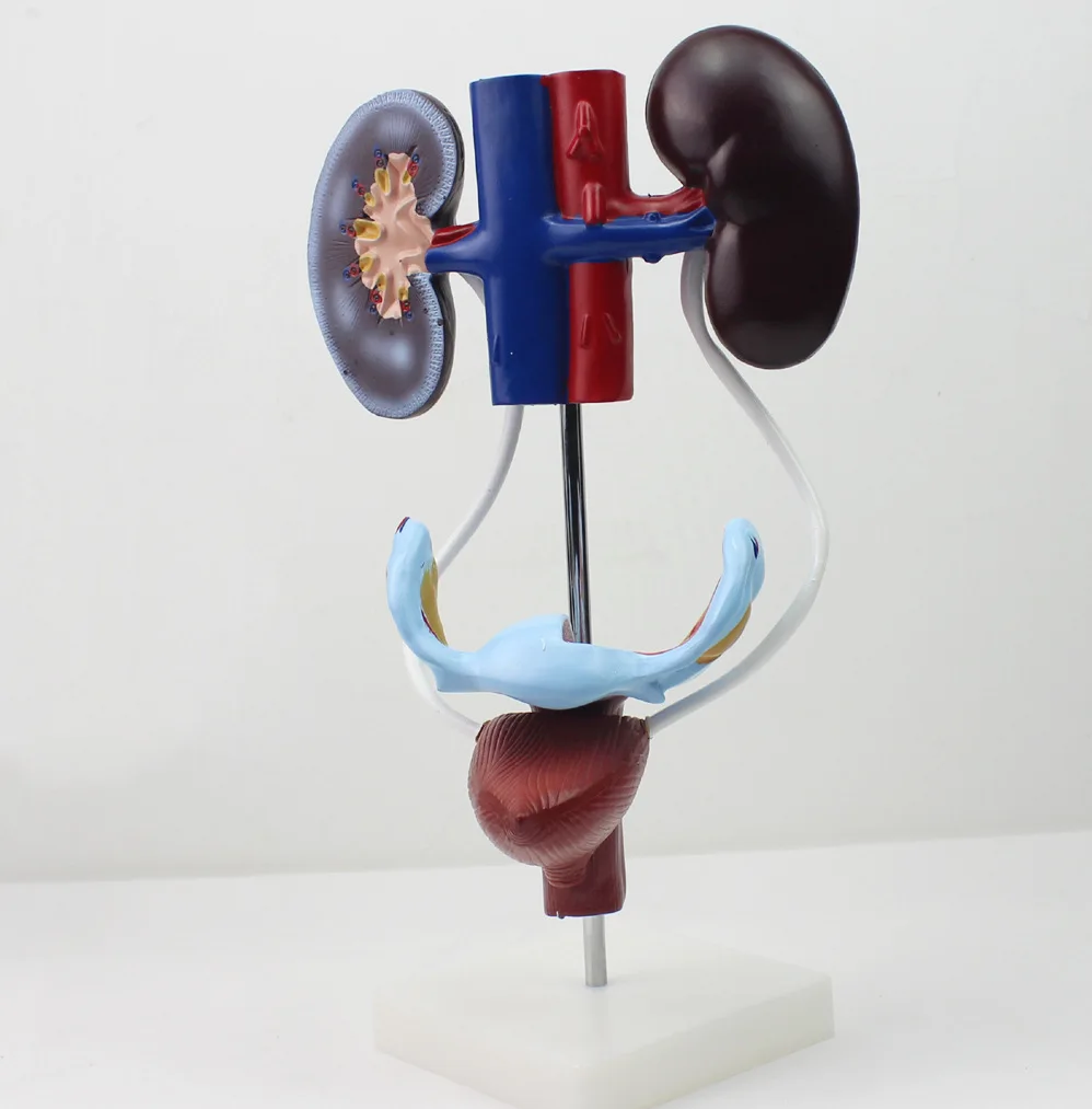 

Anatomical model of female genitourinary system