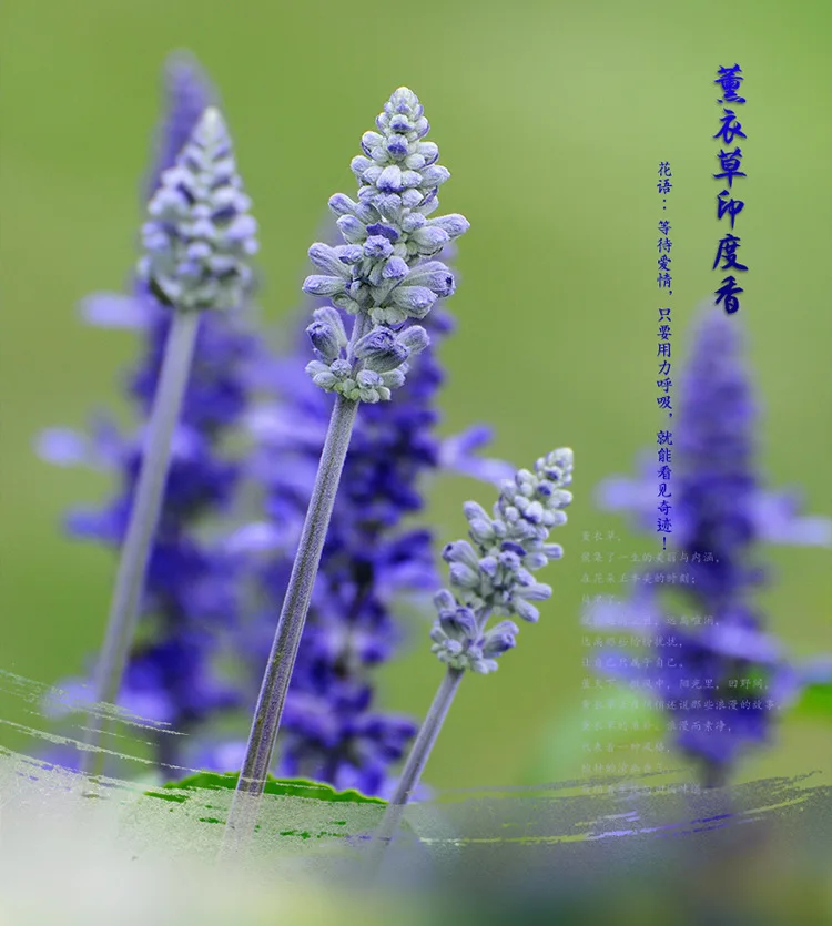 Высококачественное лавандовое индийские ароматические палочки Буддийские