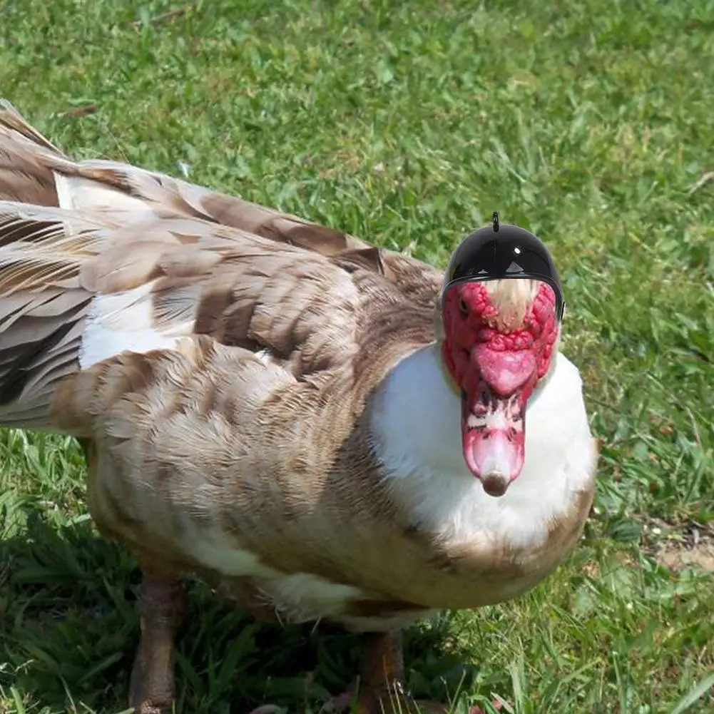 Куриный шлем Забавный узор маленький для собаки птицы шапки головные уборы 2019