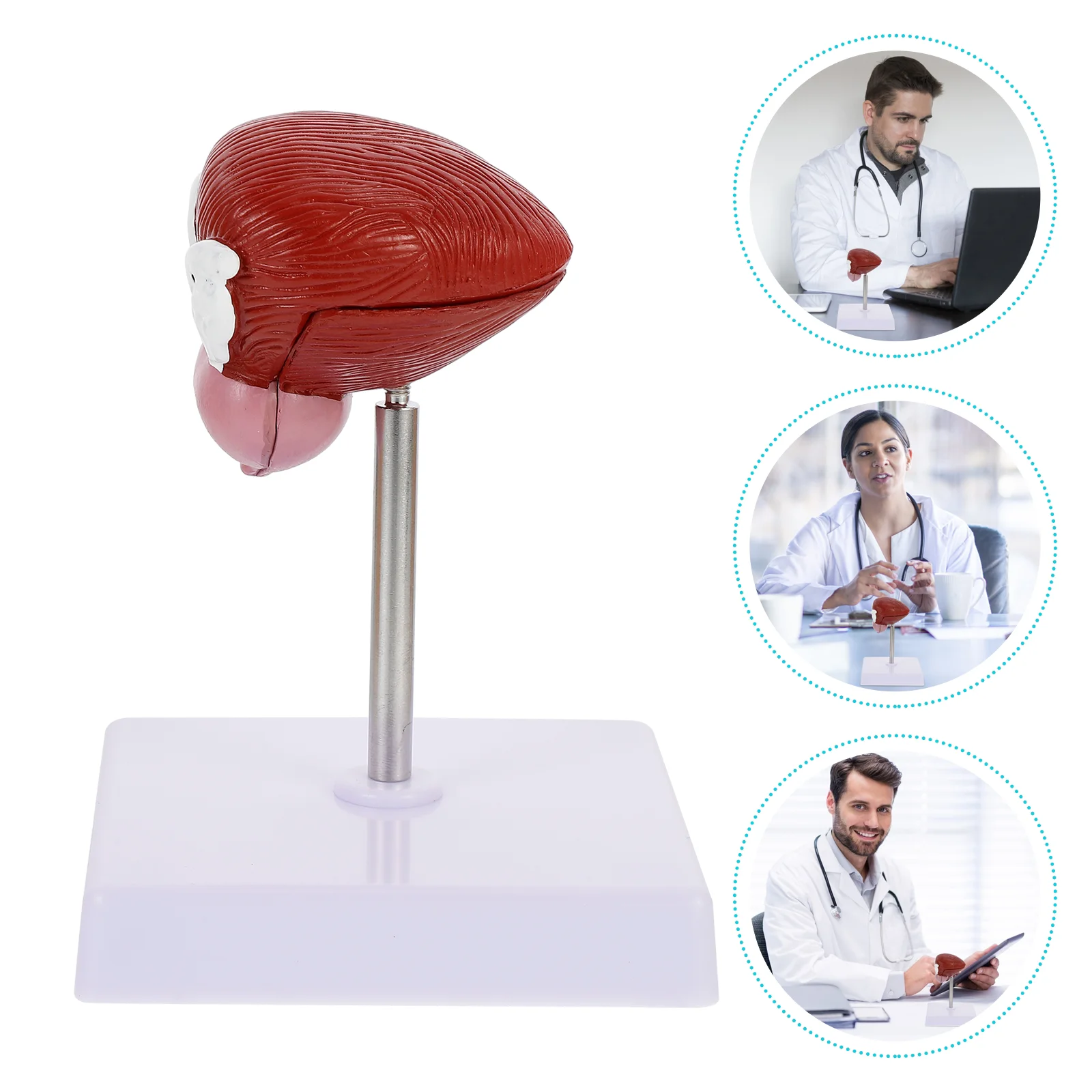 

1pc Plastic Bladder Anatomical Model Teaching Demonstration Equipment Supply