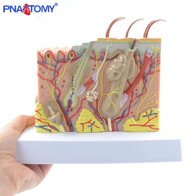 

Human Skin Structure model 35 times enlarged plastic Hair Layer Structure Anatomical Model Medical Teaching Tool with Manual