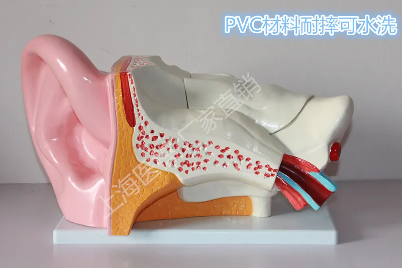 Ear anatomy model Ear structure Pathology ear 43*25*15CM