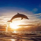 Домашний декор кошка 5D DIY Алмазная Вышивка Полный Круглый сверлильный дисплей с животными из стразов полный квадратный стежок фантазия мультфильм