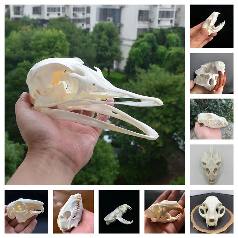 

High-quality Taxidermy Myocastor coypus Coypu Skull True Bone Biological Specimen Art