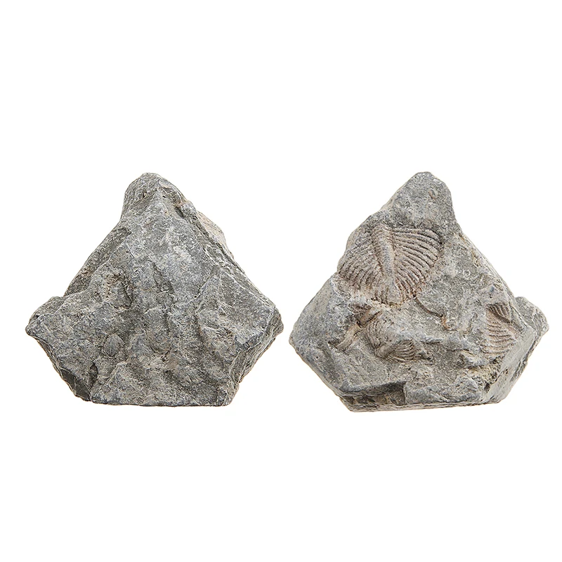 Трилобиты. Окаменелое дерево опал. Отпечаток гинкго окаменелость. Мшанка морская окаменевшая. Коралл мшанка окаменелость.