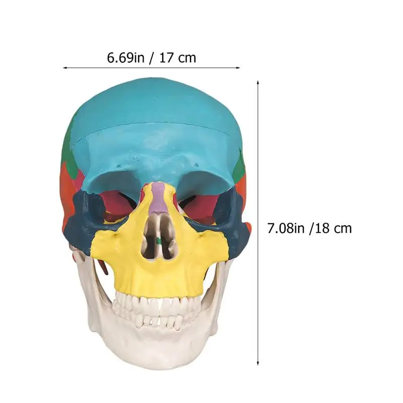 

Human Colored Skull Removable Partitioned Skull Model for Medical Students
