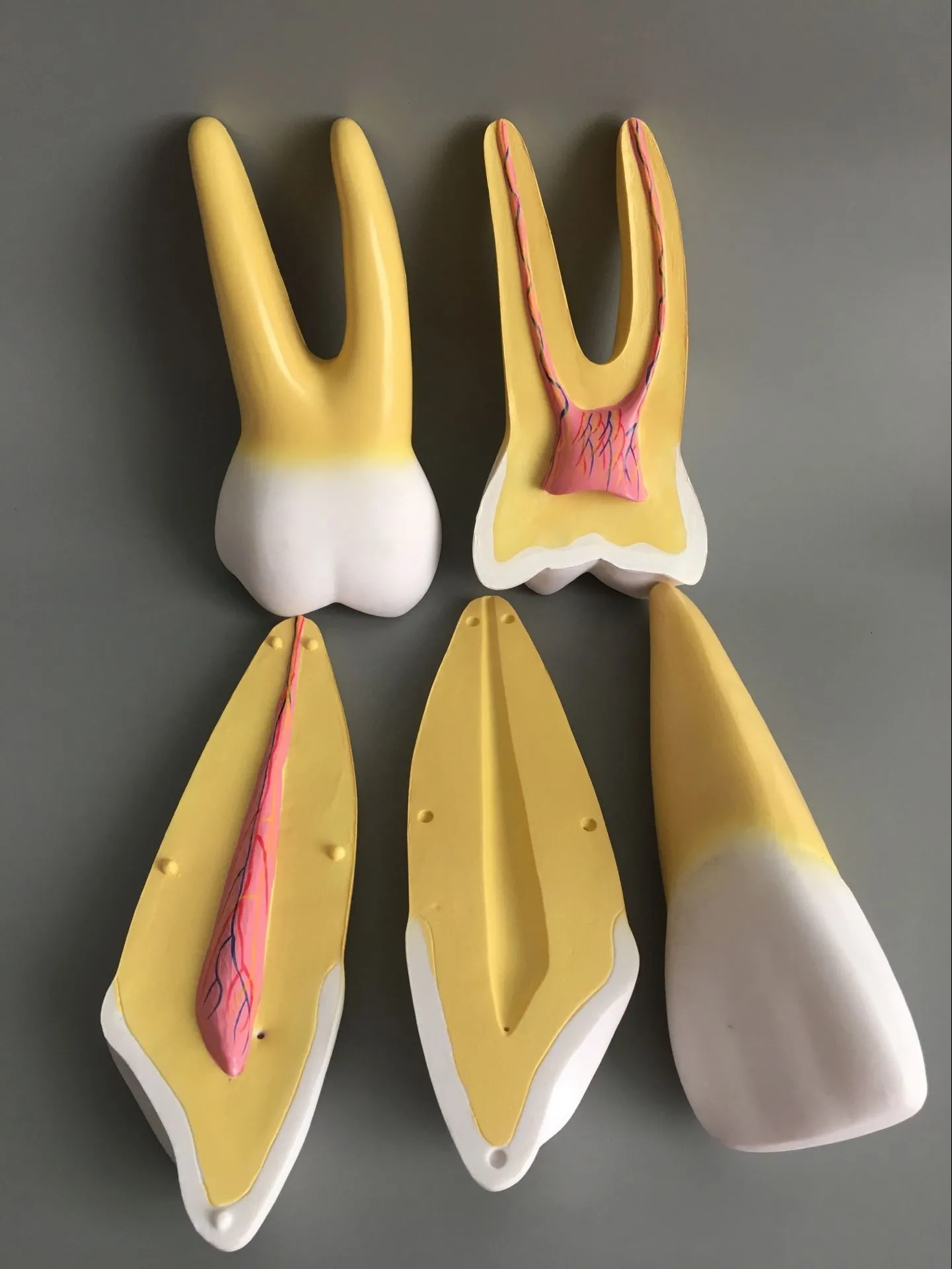 Увеличенная модель зубов для полости рта 12 шт./компл. анатомическая с