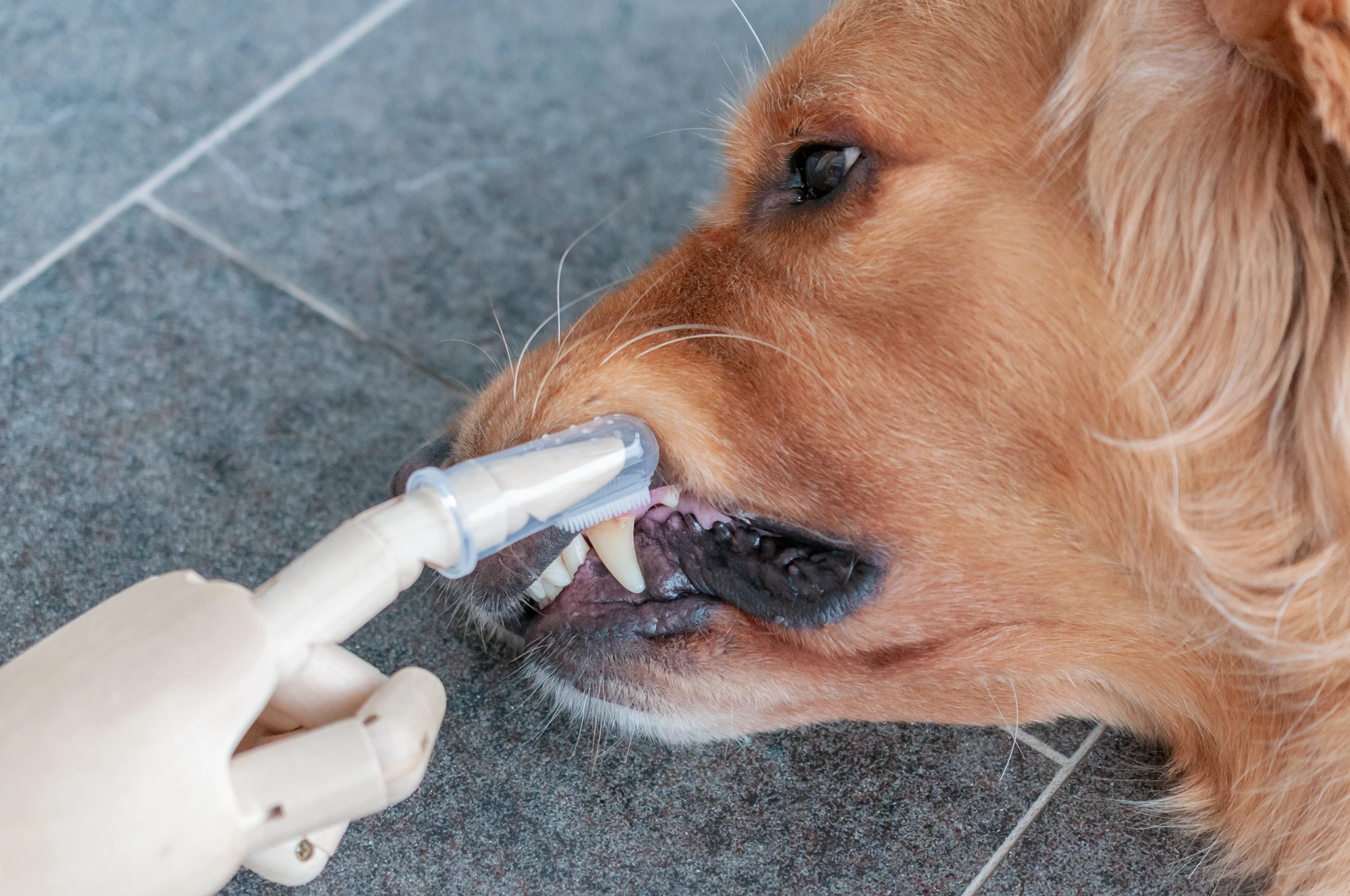 

Pet Dog Toothbrush 10 Piece Set Dog Tooth Cleaning Finger toothbrush Pet Care Teeth Cleaning Brushes