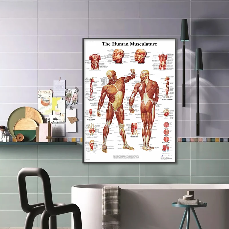 Muscle System HD Wall Art Canvas Posters And Prints Human Anatomy Chart Body Pictures For Hospital Medical Education Decor | Дом и сад