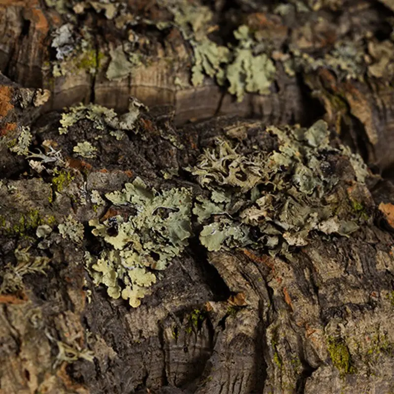 

Reptile Climbing Cork Bark Natural Tree Wood Habitat Lizard Spider Small Animal Hiding Place Pet Supplies Terrariums Landscaping