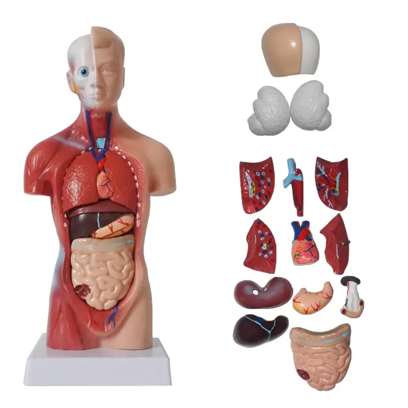 

Human Body Model Torso Anatomy Anatomical Medical Internal Organs Skeleton Visceral Brain anatomical teaching can Dropshipping