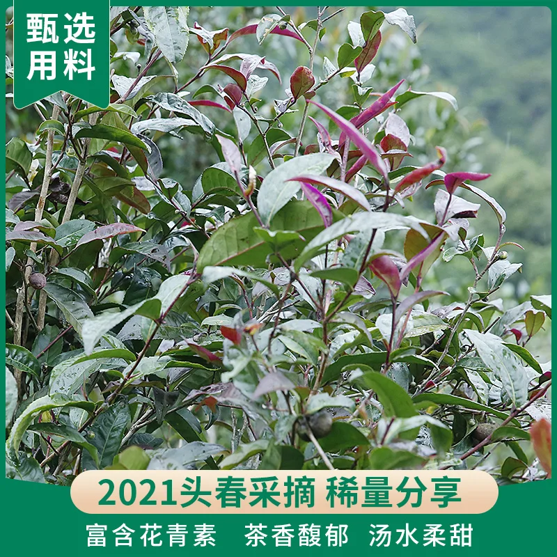 2021 Zi Juan Arbor старые листья Pu-erh фиолетовые бутоны весеннее сырье 200 г | Дом и сад