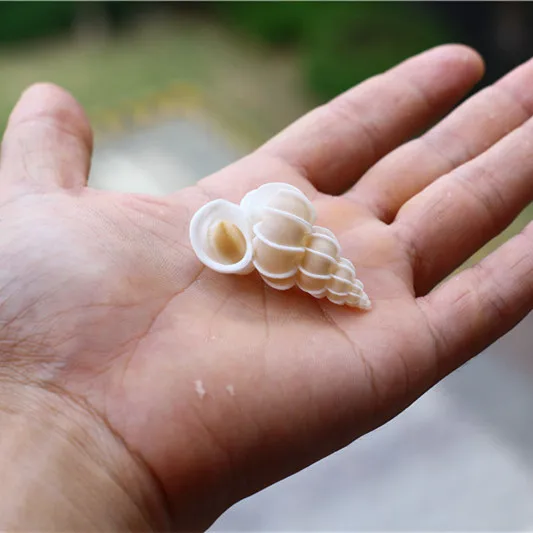 Лидер продаж натуральная ракушка Шиши улитка эпитоний скалярный образец