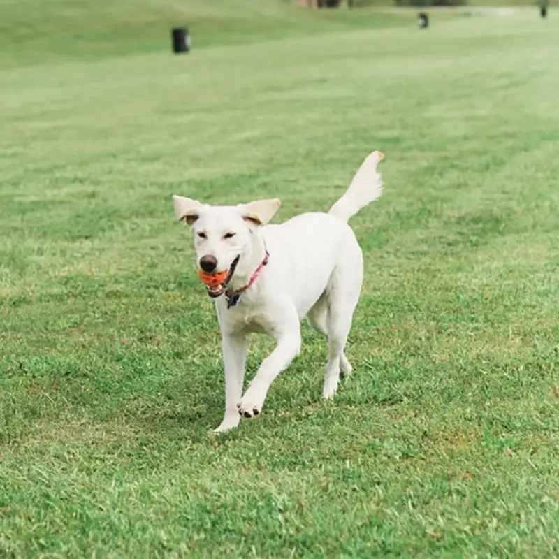 

Breathe Right Fetch Ball
