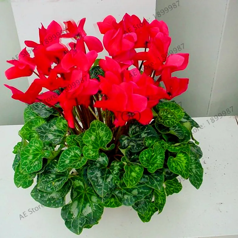 200 шт./пакет семена цикламена многоцветные цикламенские Цветочные растения