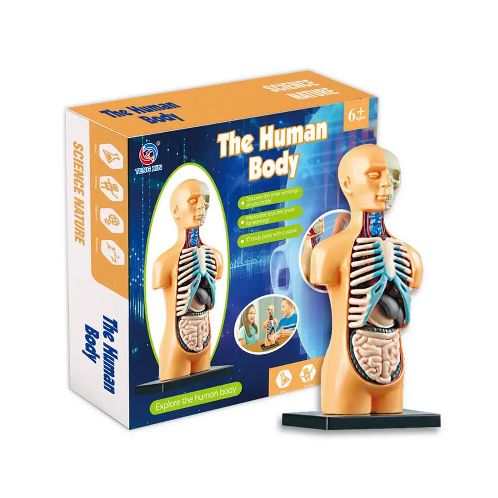 

Human Torso Body Model Anatomy Anatomical Display Assembly Learning DIY Medical Classroom Tools With Removable Internal Organs