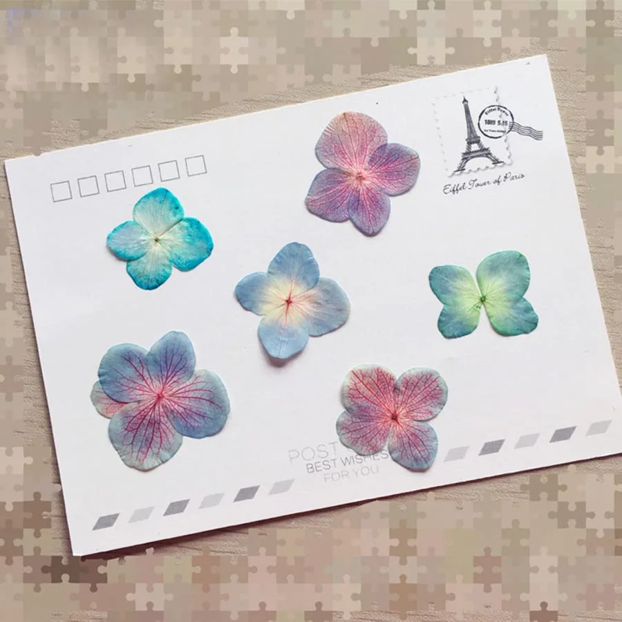 60 шт. прессованный высушенный ослепительных цветов Гортензия макрофилла