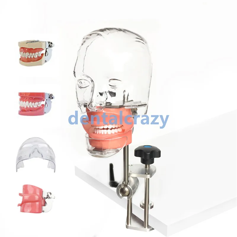 Стоматологический симулятор Ниссин манекин фантомная головка