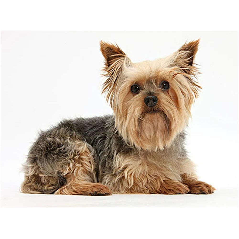 Набор для вышивки животными йоркширским терьером 11CT набор рукоделия хлопковая