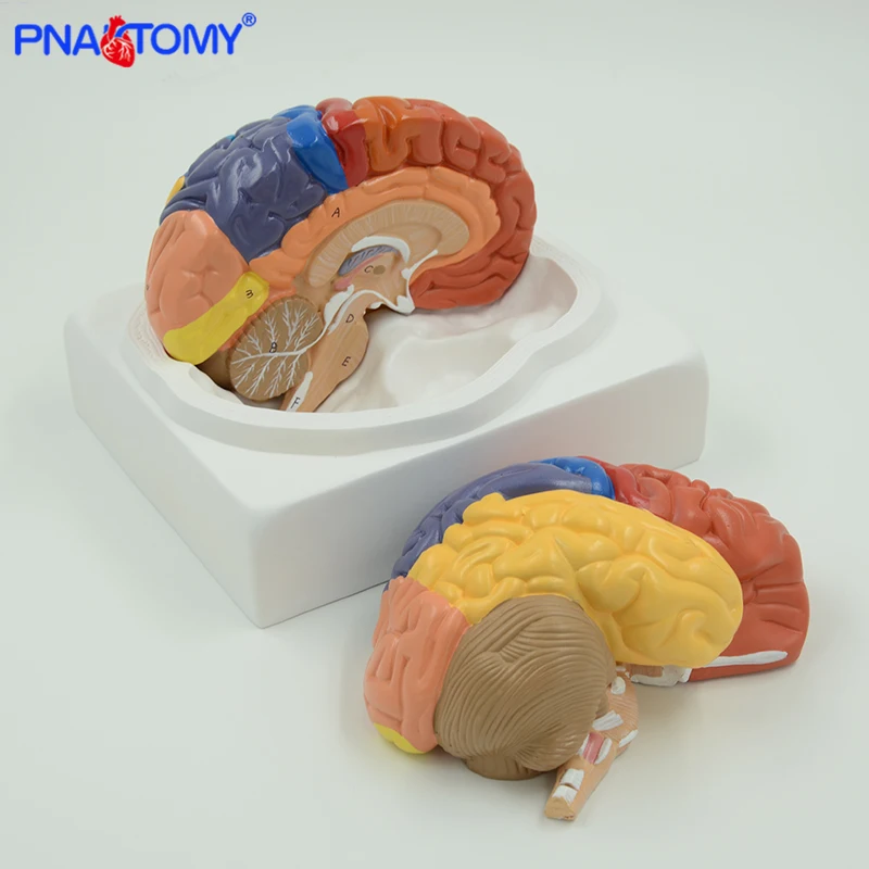 Life Size Brain Model Cerebellum Brain Stem Anatomy Functional Area Models Human Anatomical Models for Medical School Teaching