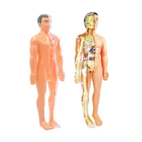 28cm human torso internal organs anatomy model medical student educational science learning removable visceral models