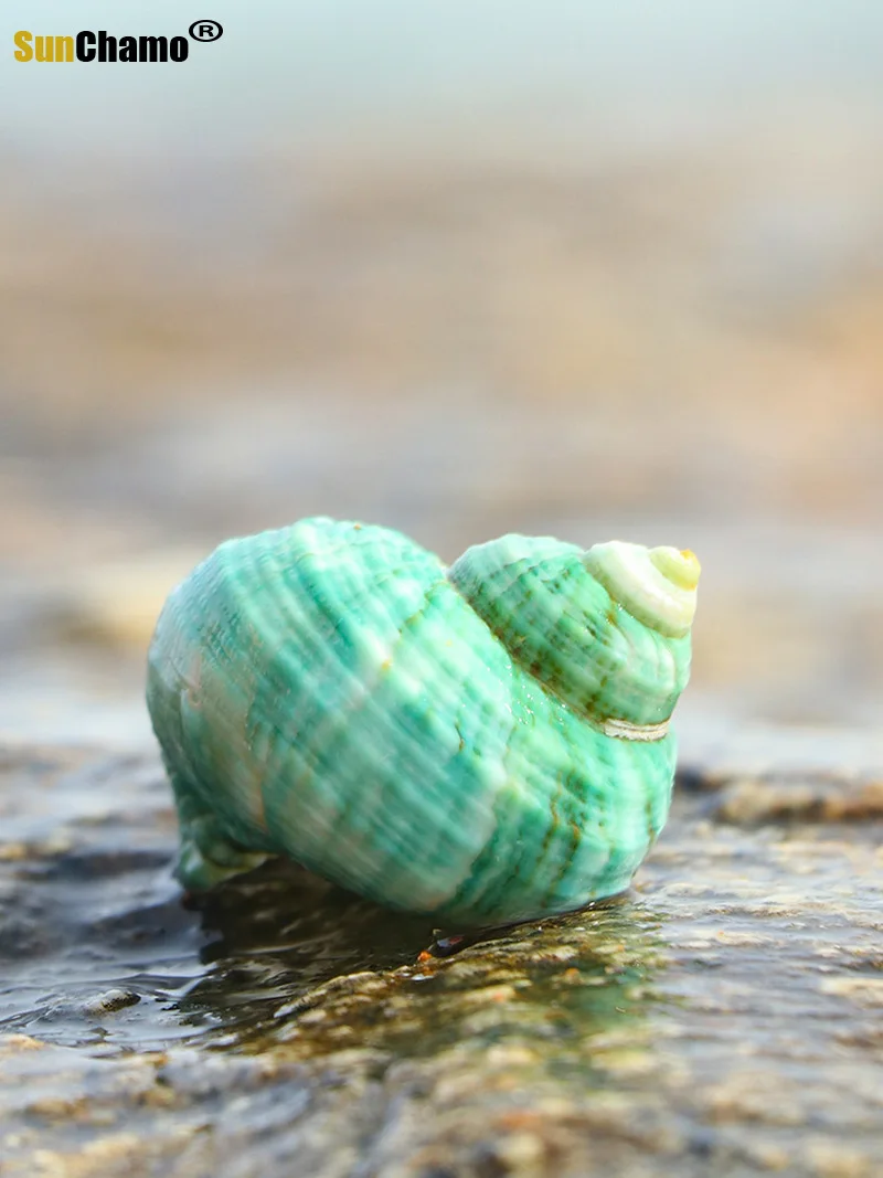 Ракушка из натуральной раковины для рыб-отшельников особые украшения аквариума