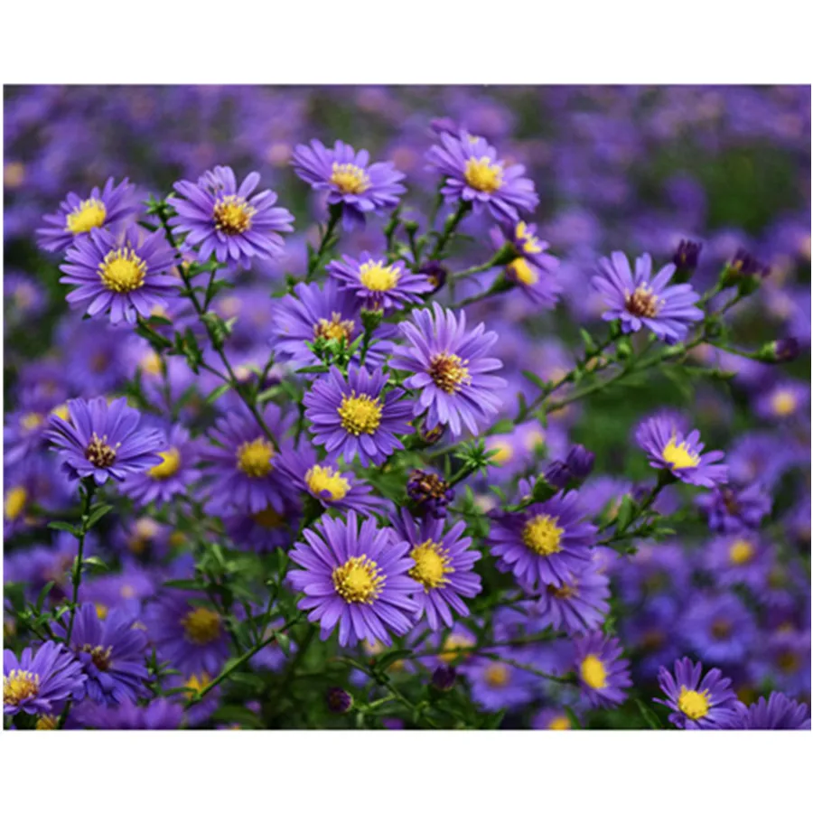 

5D алмазная живопись «сделай сам», цветок, маленькая Маргаритка, вышивка крестиком, мозаика, полная выкладка, алмазная вышивка, аксессуары, у...