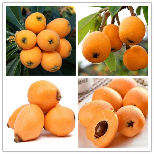 5 шт фрукт локвы дерево мушмула японская куст Такер китайский бонсай сладкий вкус