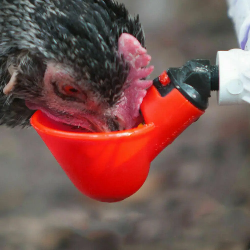 

4* Poultry Drinking Cups Chickens Turkey Automatic Drinking Fountains Supplies Birds Feeding Supplies