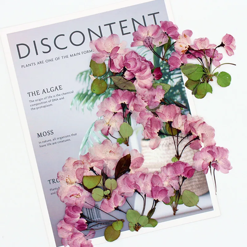 

Натуральный сухой цветок Бегонии, 12 цветов, прессованный цветок Бегонии, сделай сам, ручная работа, фотография, сушеный цветок для искусства...