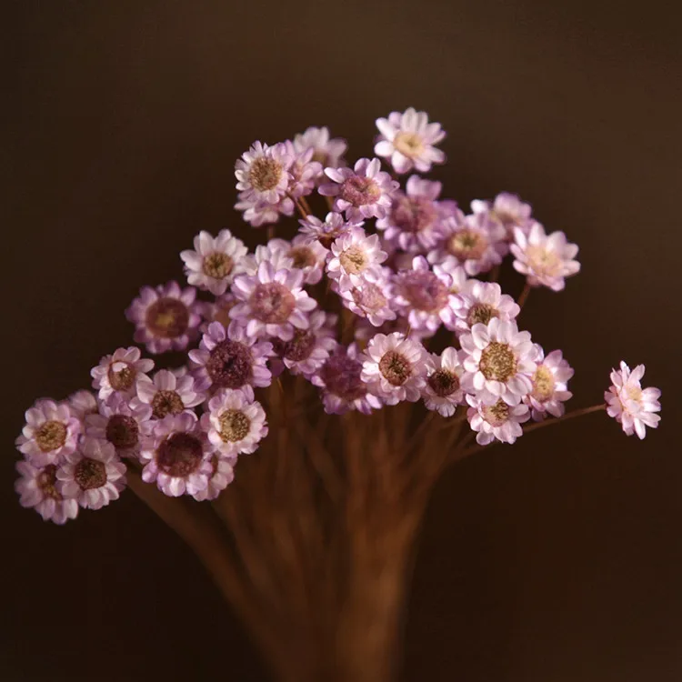 Light purple 30 шт. декоративные сушеные цветы мини Маргаритка маленькая звезда Цветы Букет натуральные растения сохранить цветочные для свадьбы украшения дома - Цвет: Light purple