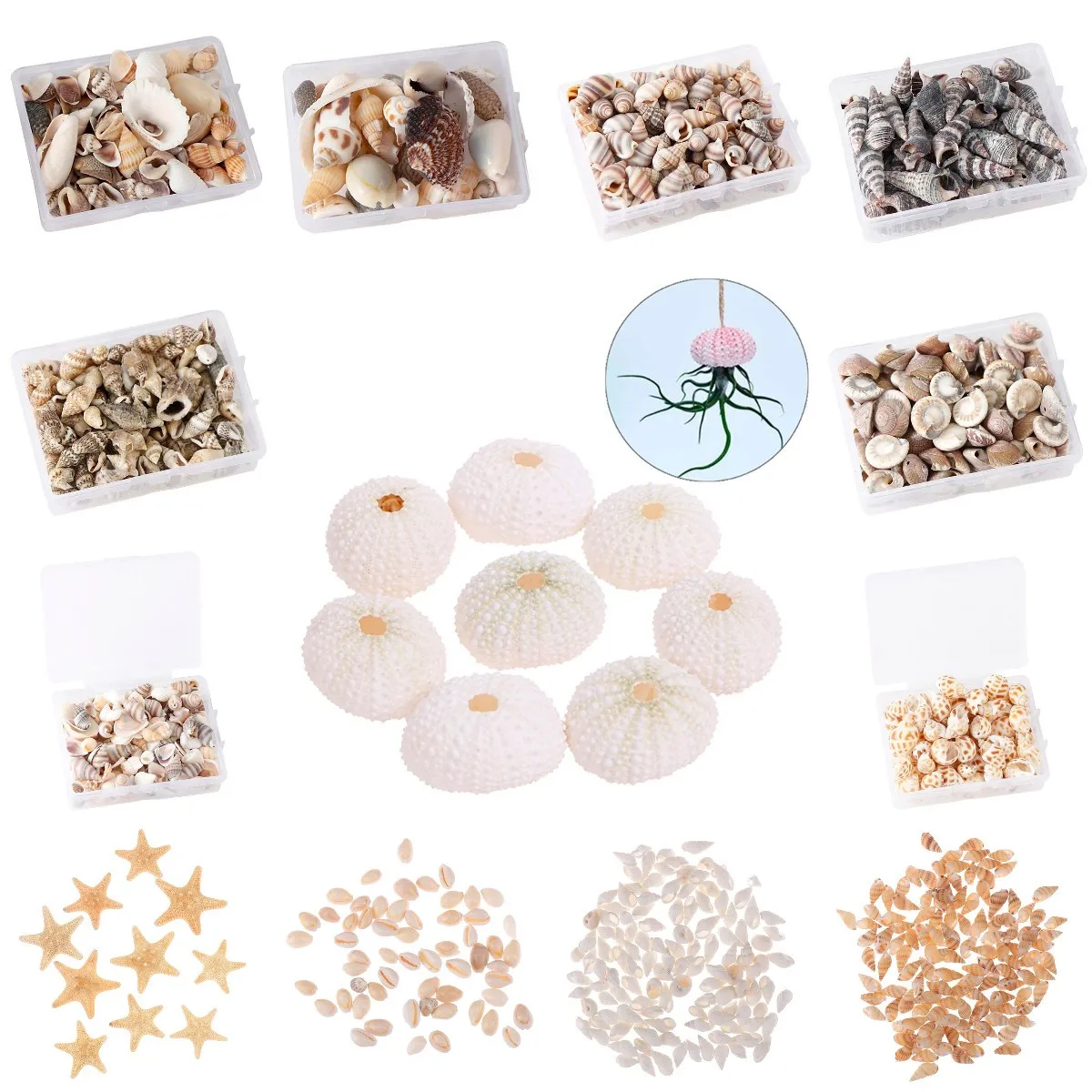 

MIx Natural Sea Shells Conch Coquillage Beach Decor Craft Diy Marine Style Fish Tank Seashells Conch Embellishment