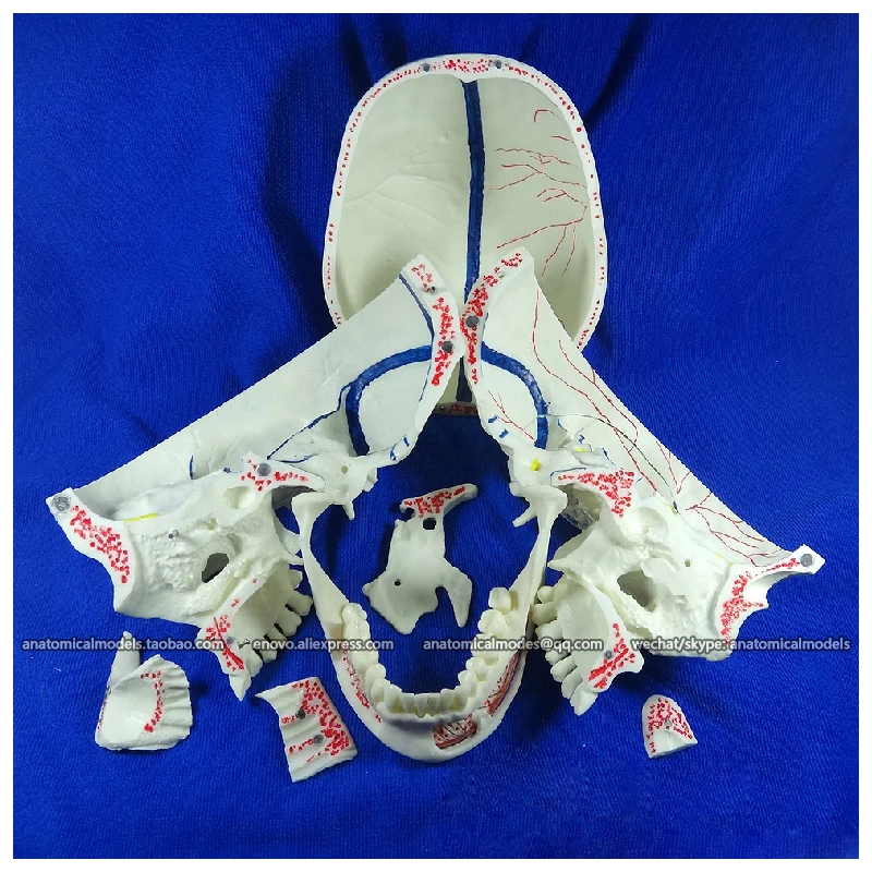 

12569 / Cranial Nerve Model in Oral Cavity, Medical Science Educational Dental Teaching Models