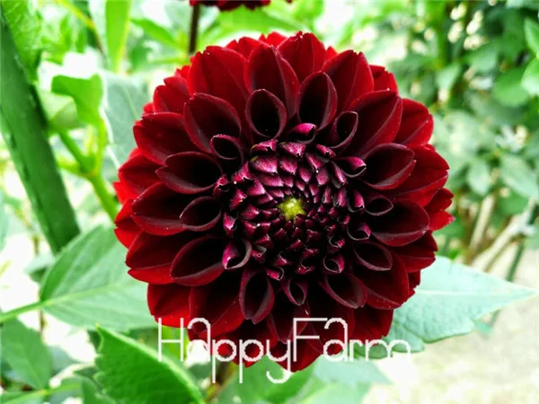 Харди жаростойкий разных многолетние Dahlia цветочных растений, 100 шт./упак., светильник Ароматный сад бонсай,# NSD9SG - Цвет: 13