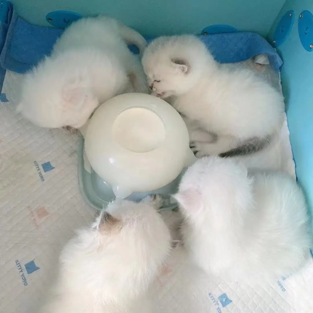 Precio de Venta al por mayor: Bol para leche con burbujas de 30 niveles, incluye env&iacute;o r&aacute;pido-2