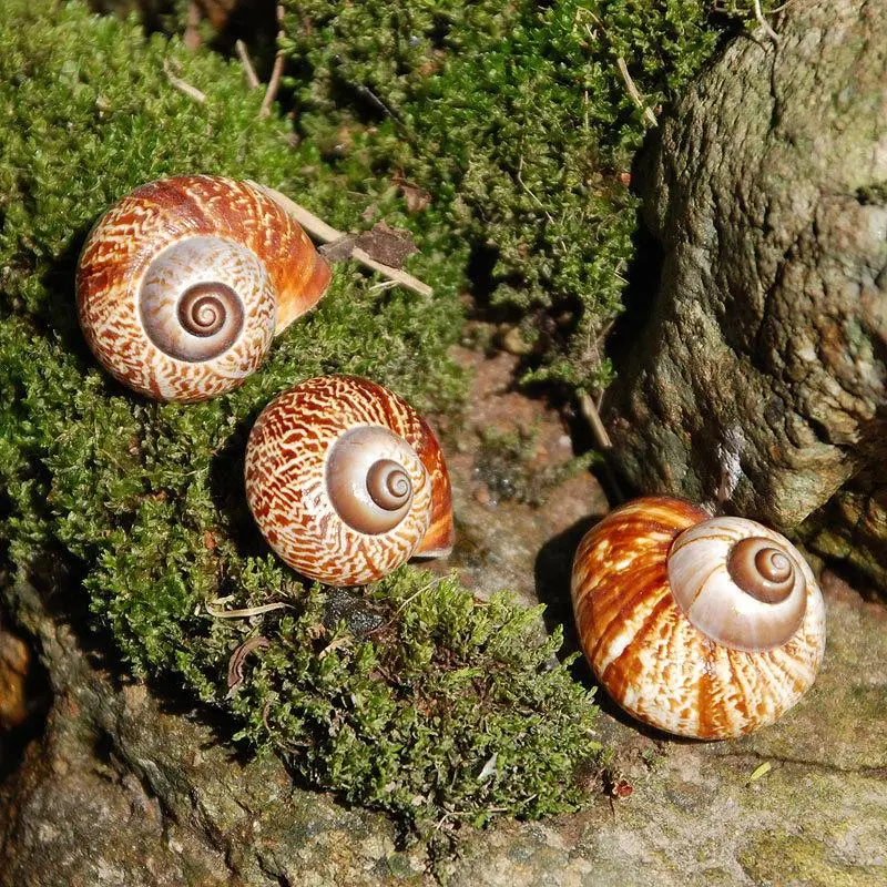

Редкие натуральные раковины морской улитки, маленькие и изящные образцы, коллекция «сделай сам»