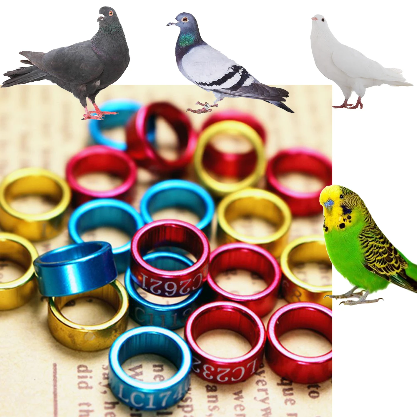 

50 Pcs Multicolor Bird Parrot Clip Rings Bands Clip on Leg Rings for Pigeons Foot Ring Tools Chicks Bantam Quail Pigeon Supplies