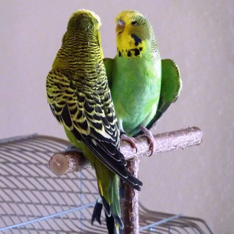 

Parrots Bird Stand Bar Parrot Bite Chew Toys Swing Pet Rest Play Toy Supplies