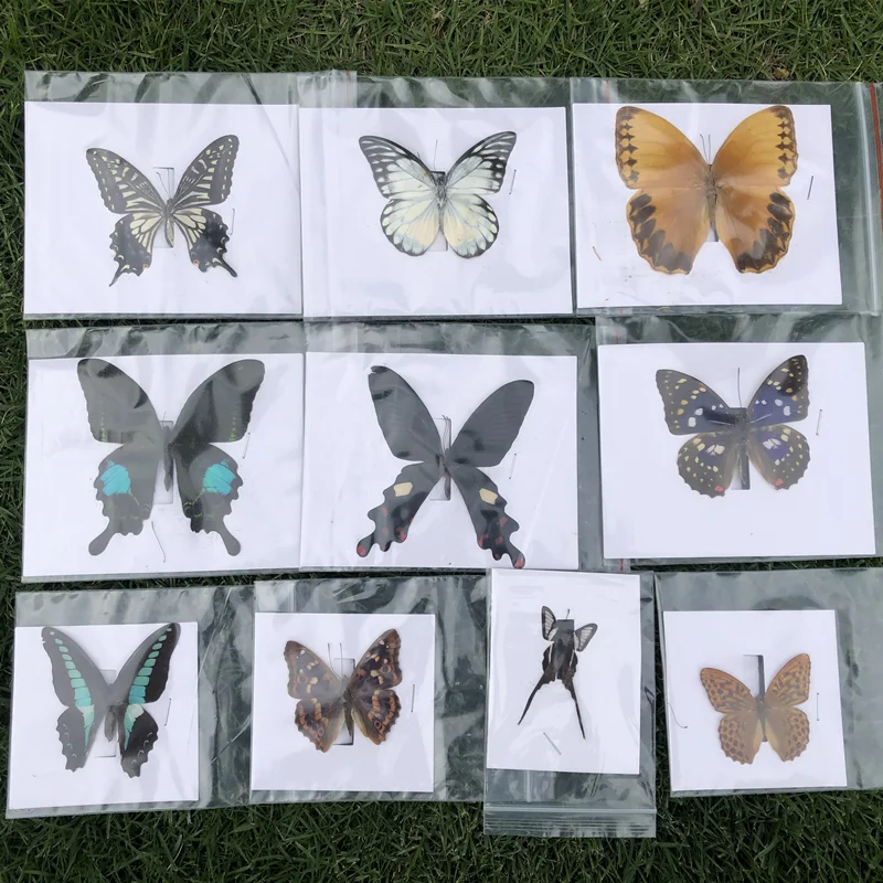 

10Pcs Natural Unmounted Butterfly Specimen Artwork Material Decor