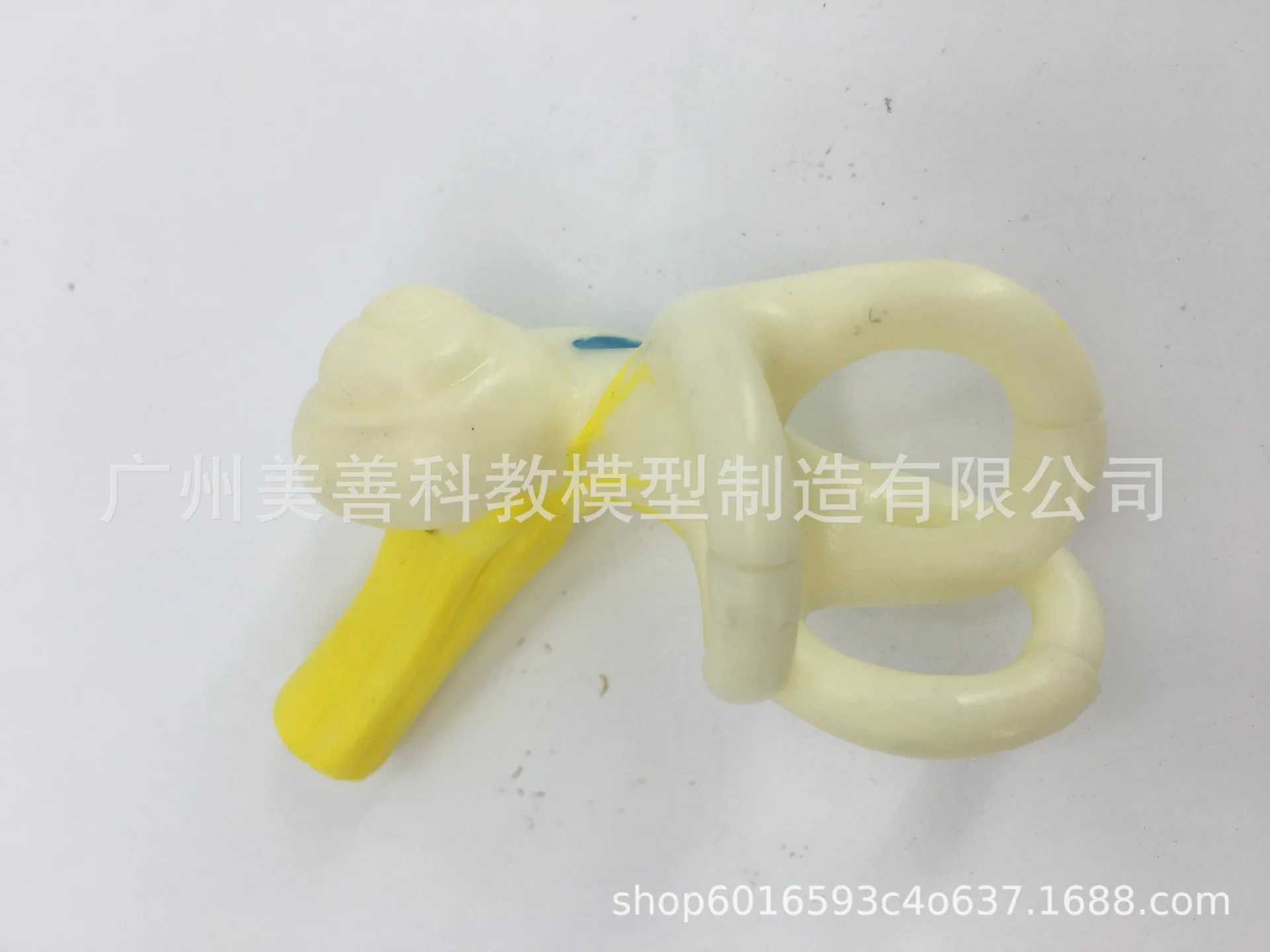 Медицинская модель для ушей Анатомия человека семикулярный канал кохлеарного