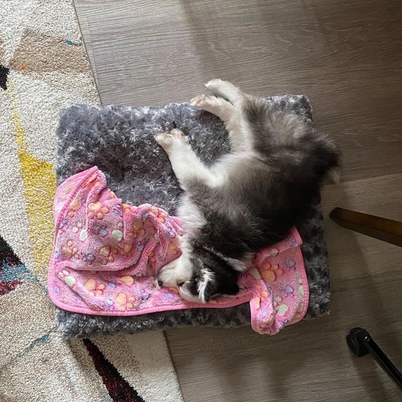 

4 Pack 30 x 20 Inch Blankets Super Soft Fluffy Pet Blanket Coral Fleece for Dog Puppy Cat