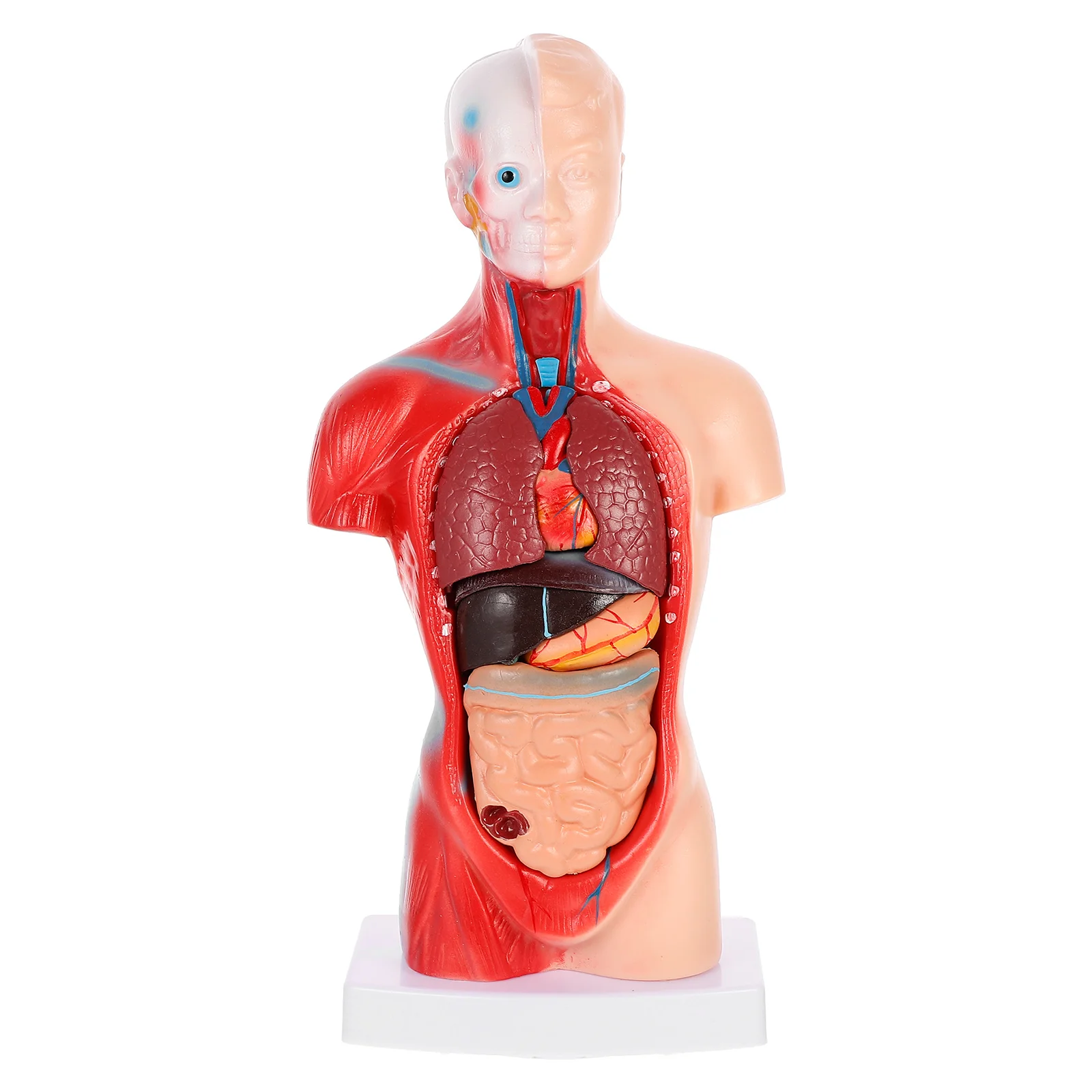 

1 комплект, анатомическая модель человеческих внутренних органов