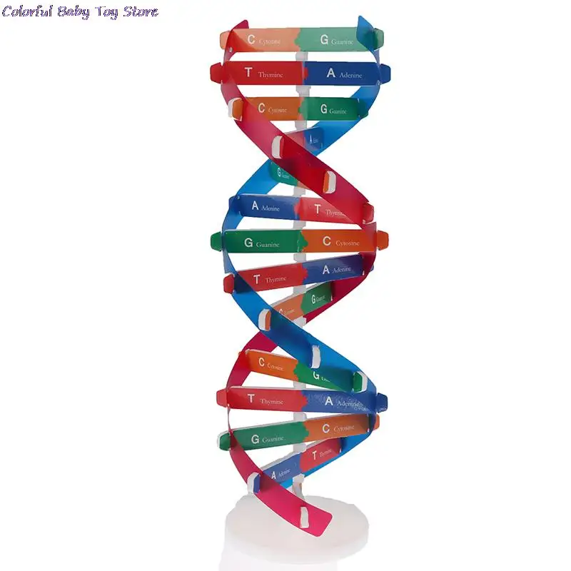 Модели ДНК человека научные игрушки с Двойной спиралью популярные Обучающие для