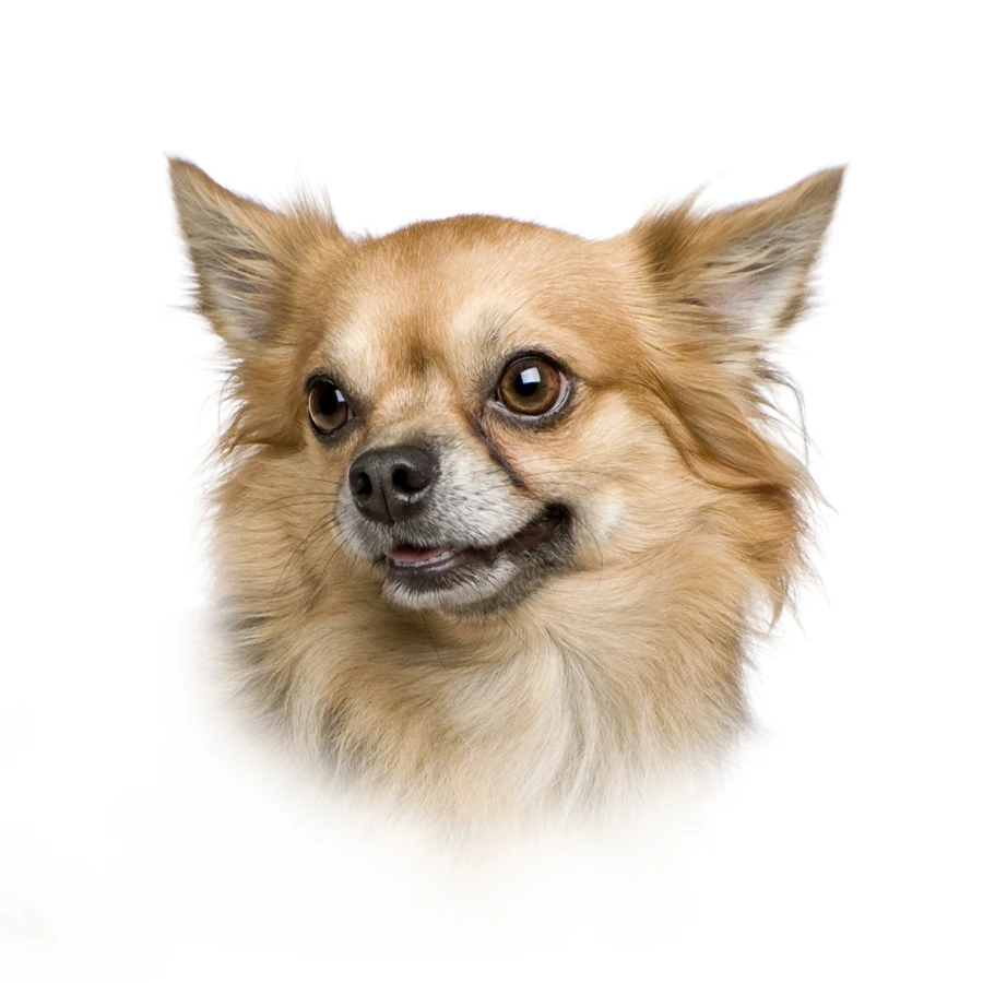 Чихуахуа собака щенок полный квадратный круглый своими руками алмазная живопись