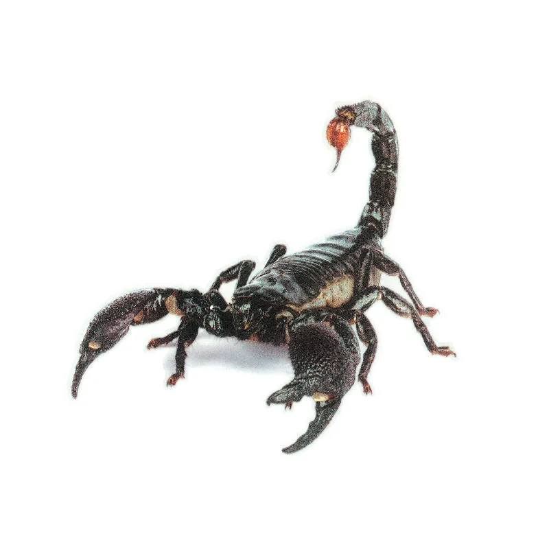 

3D Spider Lizard Scorpion Car Sticker 3D animal pattern Vehicle Window Mirror Bumper Decal Decor Water-resistant High stickiness