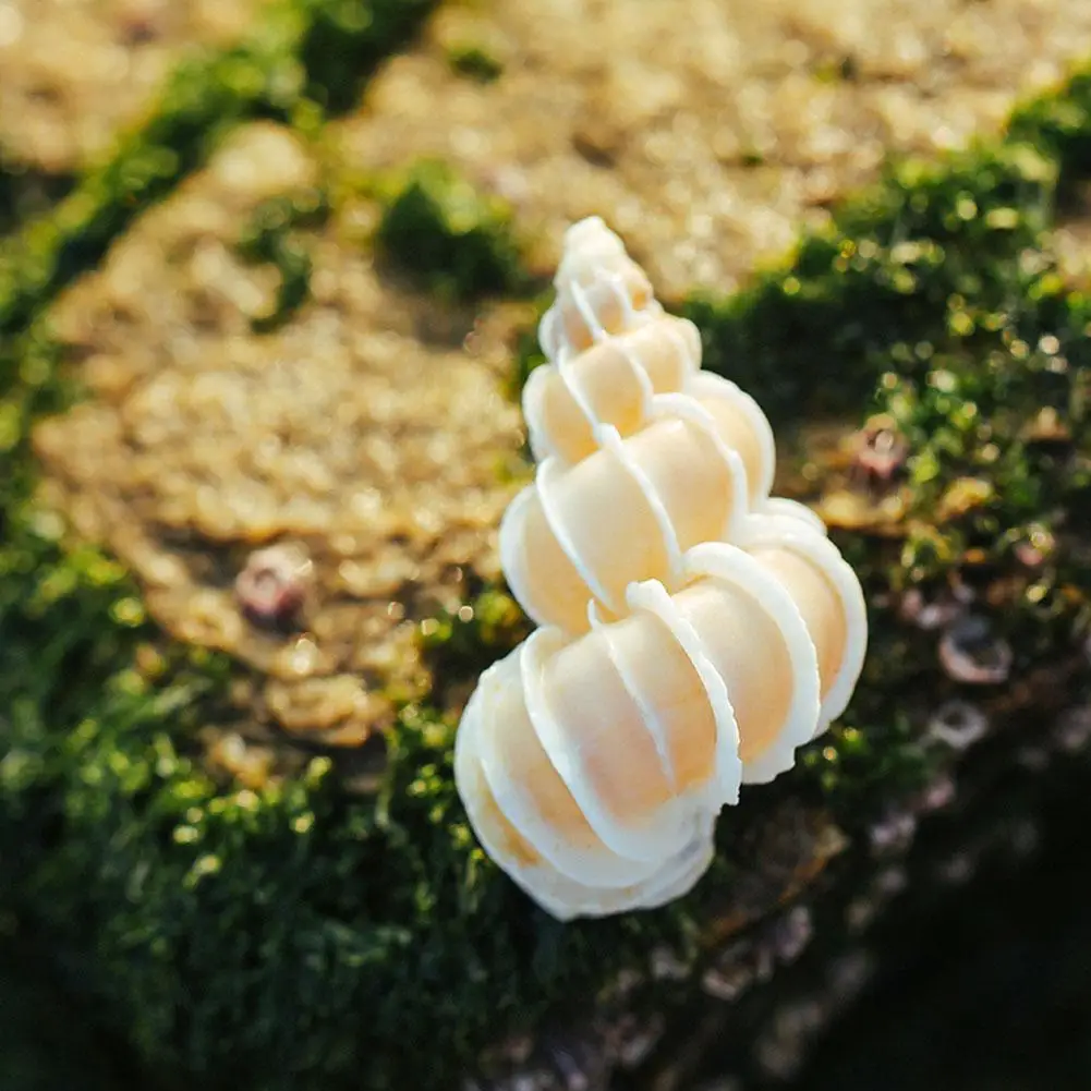 

Light Yellow 3cm Natural Chishi Snail Conch Shell Large Frog Seashells Furnishing Decorative Crafts Accessories Aquarium
